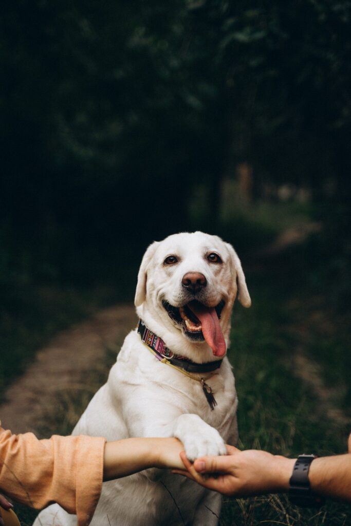 Іра Іващенко